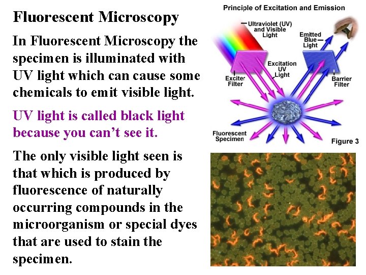 Fluorescent Microscopy In Fluorescent Microscopy the specimen is illuminated with UV light which can