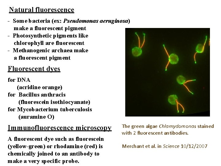 Natural fluorescence - Some bacteria (ex: Pseudomonas aeruginosa) make a fluorescent pigment - Photosynthetic