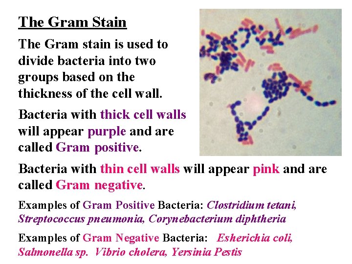 The Gram Stain The Gram stain is used to divide bacteria into two groups