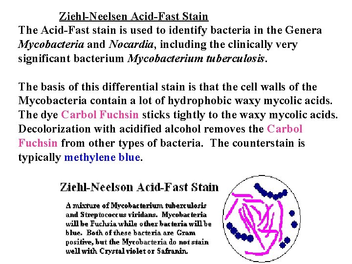 Ziehl-Neelsen Acid-Fast Stain The Acid-Fast stain is used to identify bacteria in the Genera
