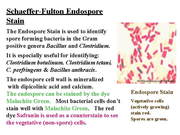 Schaeffer-Fulton Endospore Stain The Endospore Stain is used to identify spore forming bacteria in