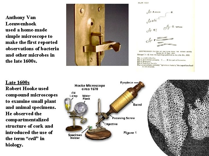 Anthony Van Leeuwenhoek used a home-made simple microscope to make the first reported observations