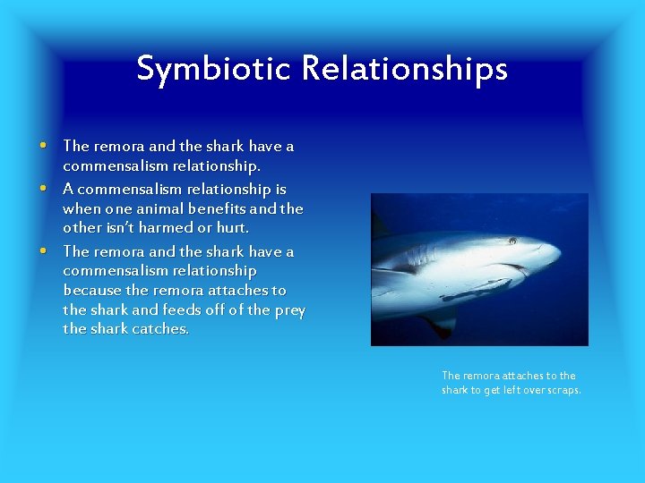 Symbiotic Relationships • The remora and the shark have a • • commensalism relationship.