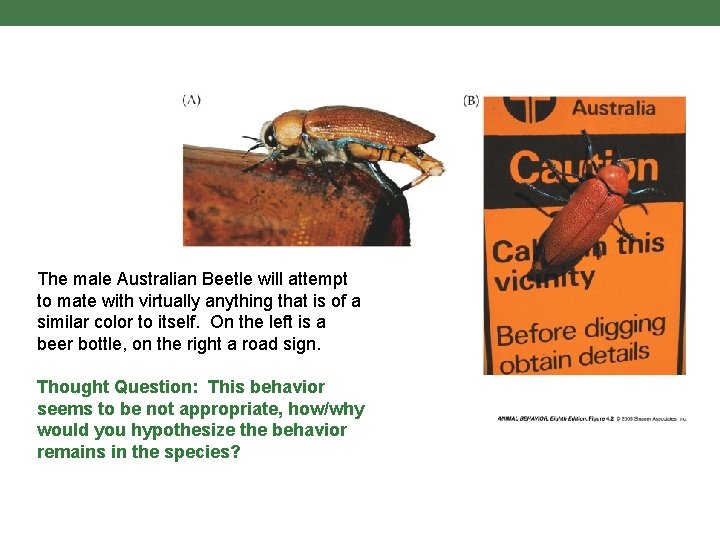 The male Australian Beetle will attempt to mate with virtually anything that is of