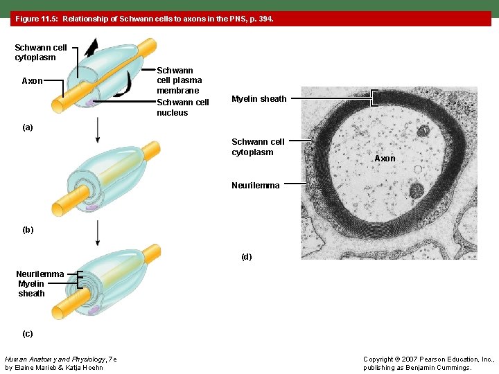 Figure 11. 5: Relationship of Schwann cells to axons in the PNS, p. 394.