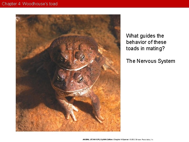 Chapter 4 Woodhouse’s toad What guides the behavior of these toads in mating? The