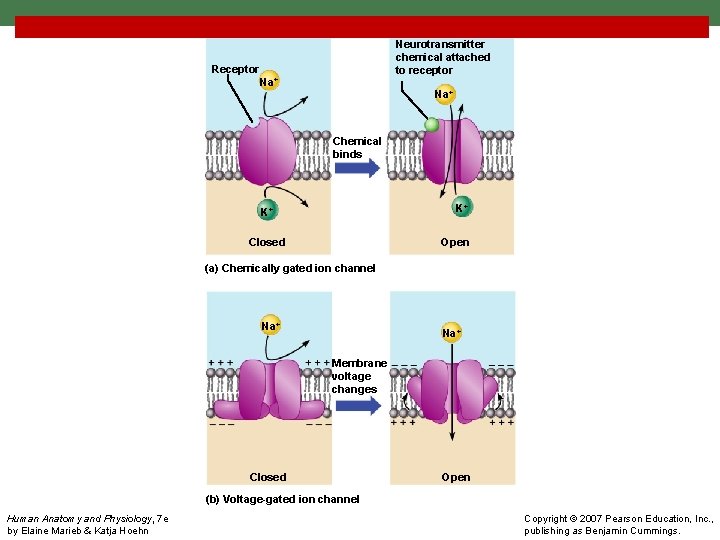 Neurotransmitter chemical attached to receptor Receptor Na+ Chemical binds K+ K+ Closed Open (a)