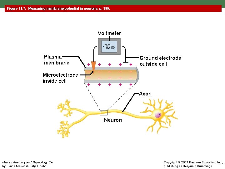 Figure 11. 7: Measuring membrane potential in neurons, p. 399. Voltmeter Plasma membrane Ground