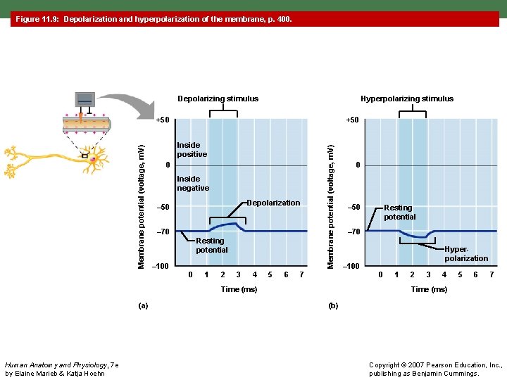 Figure 11. 9: Depolarization and hyperpolarization of the membrane, p. 400. Depolarizing stimulus Hyperpolarizing