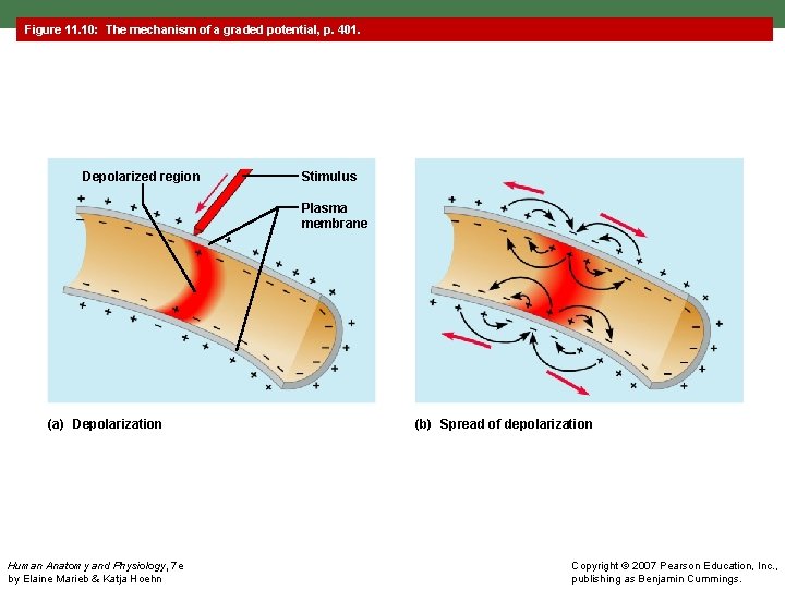 Figure 11. 10: The mechanism of a graded potential, p. 401. Depolarized region Stimulus