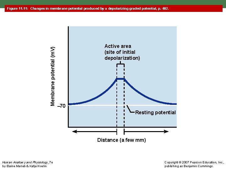 Membrane potential (m. V) Figure 11. 11: Changes in membrane potential produced by a