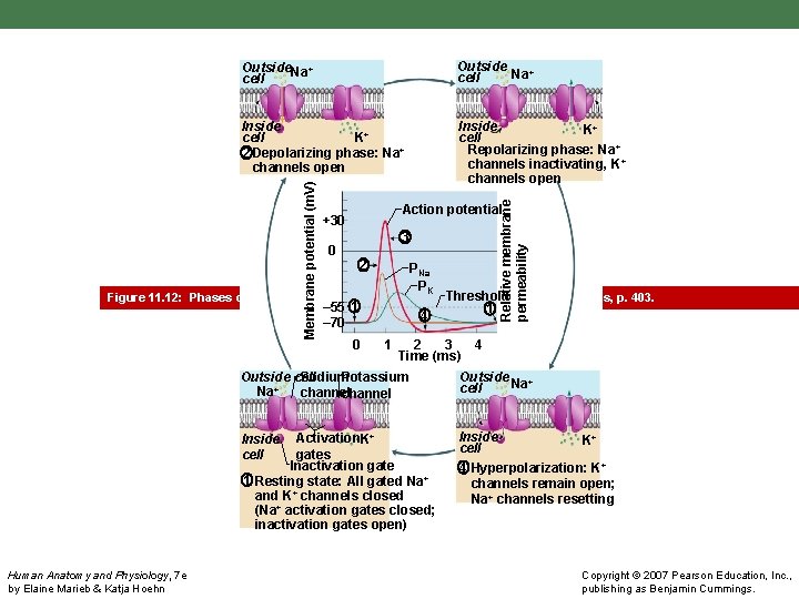 Inside cell K+ 2 Depolarizing phase: Na+ channels open Inside K+ cell Repolarizing phase: