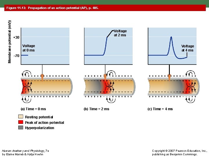 Membrane potential (m. V)) Figure 11. 13: Propagation of an action potential (AP), p.