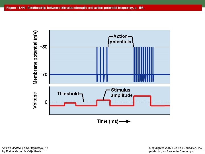 Voltage Membrane potential (m. V) Figure 11. 14: Relationship between stimulus strength and action