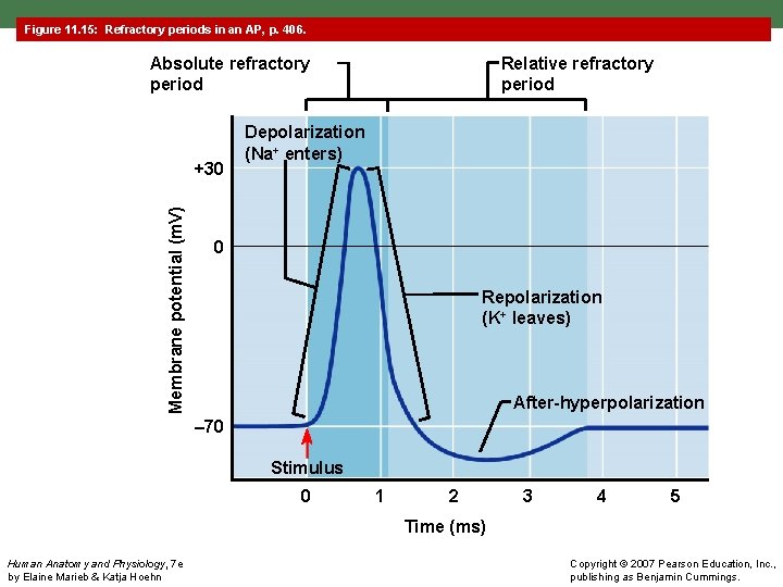 Figure 11. 15: Refractory periods in an AP, p. 406. Absolute refractory period Membrane