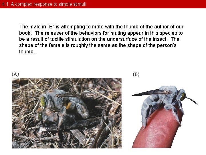 4. 1 A complex response to simple stimuli The male in “B” is attempting