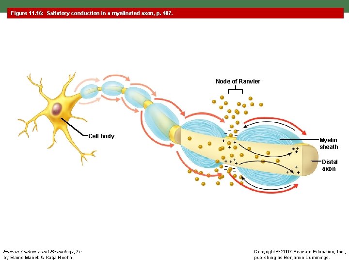 Figure 11. 16: Saltatory conduction in a myelinated axon, p. 407. Node of Ranvier