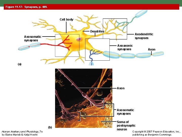 Figure 11. 17: Synapses, p. 409. Cell body Dendrites Axodendritic synapses Axosomatic synapses Axoaxonic