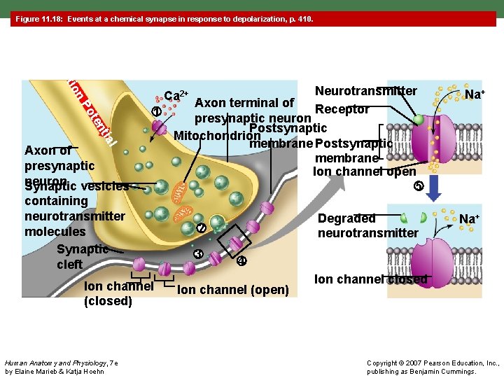 Figure 11. 18: Events at a chemical synapse in response to depolarization, p. 410.