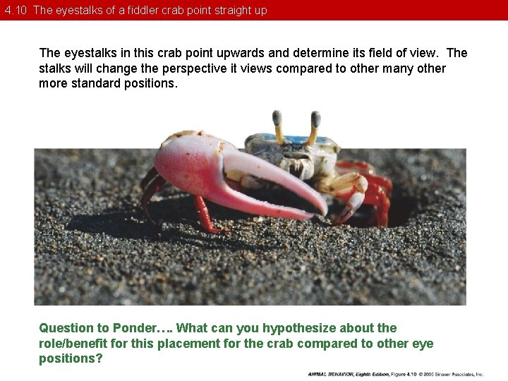 4. 10 The eyestalks of a fiddler crab point straight up The eyestalks in