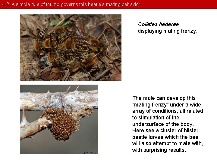 4. 2 A simple rule of thumb governs this beetle’s mating behavior Colletes hederae