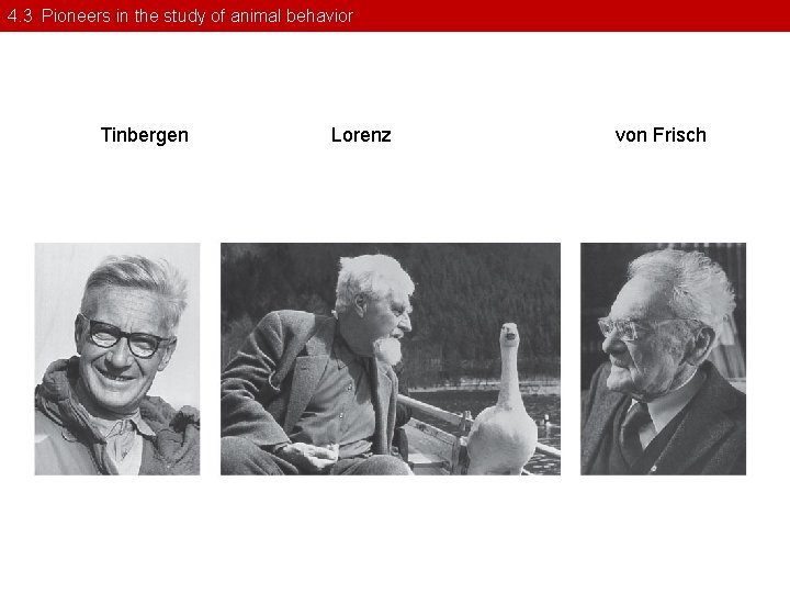 4. 3 Pioneers in the study of animal behavior Tinbergen Lorenz von Frisch 