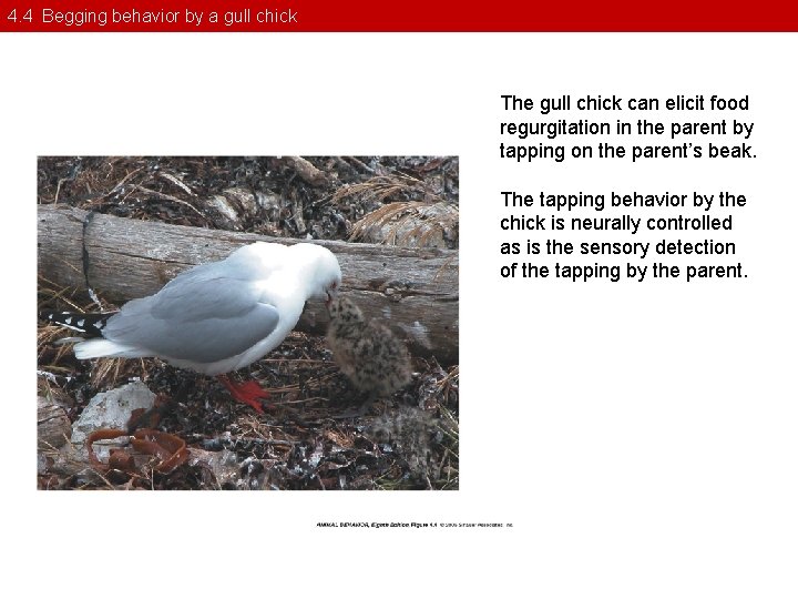 4. 4 Begging behavior by a gull chick The gull chick can elicit food