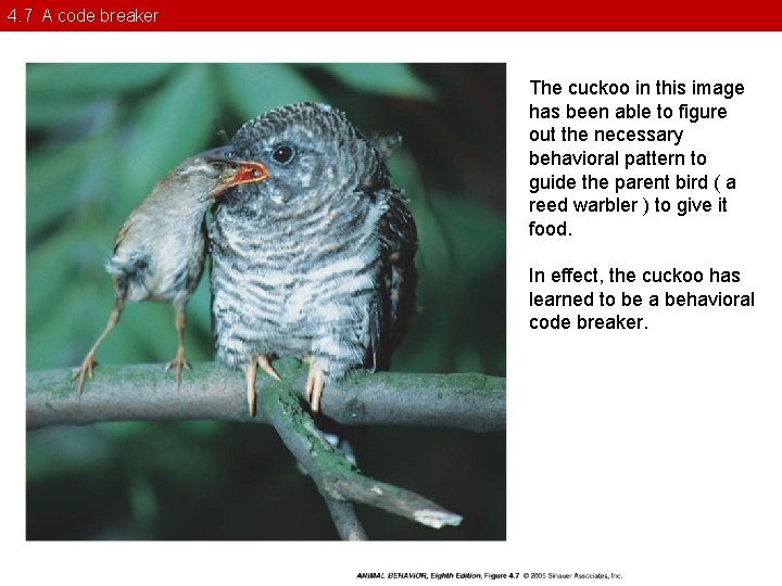 4. 7 A code breaker The cuckoo in this image has been able to