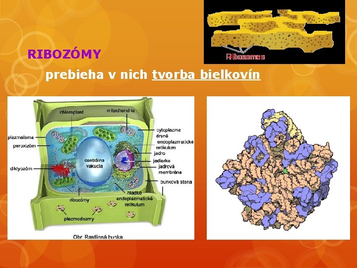 RIBOZÓMY prebieha v nich tvorba bielkovín 