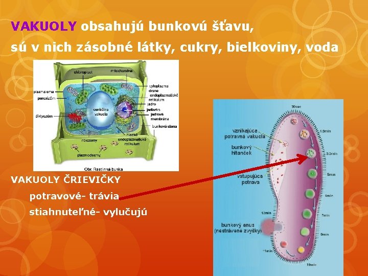 VAKUOLY obsahujú bunkovú šťavu, sú v nich zásobné látky, cukry, bielkoviny, voda VAKUOLY ČRIEVIČKY