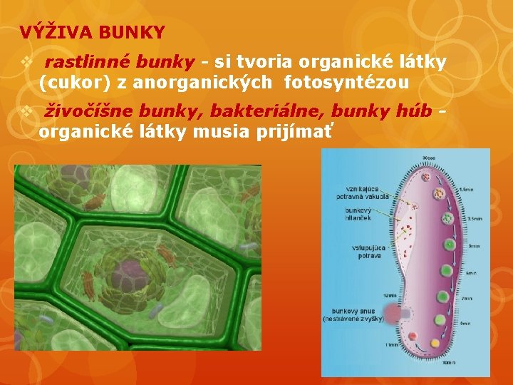 VÝŽIVA BUNKY v rastlinné bunky - si tvoria organické látky (cukor) z anorganických fotosyntézou