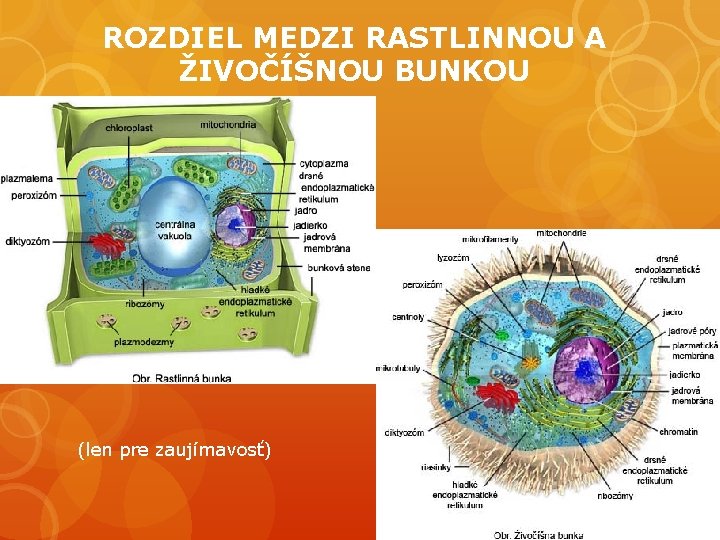 ROZDIEL MEDZI RASTLINNOU A ŽIVOČÍŠNOU BUNKOU (len pre zaujímavosť) 