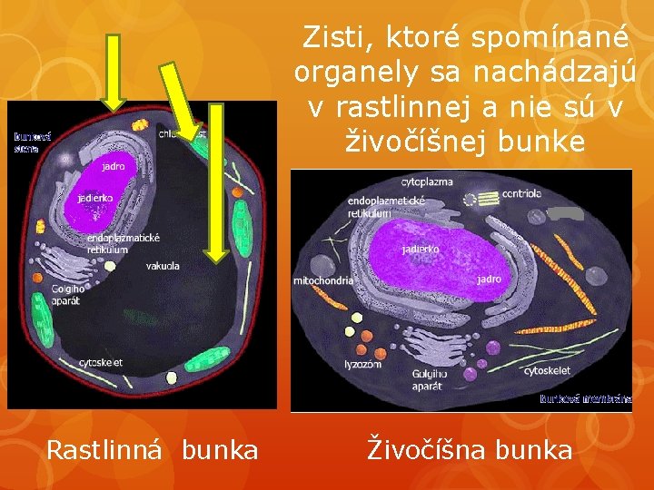 Zisti, ktoré spomínané organely sa nachádzajú v rastlinnej a nie sú v živočíšnej bunke