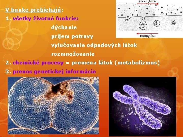 V bunke prebiehajú: 1. všetky životné funkcie: dýchanie príjem potravy vylučovanie odpadových látok rozmnožovanie