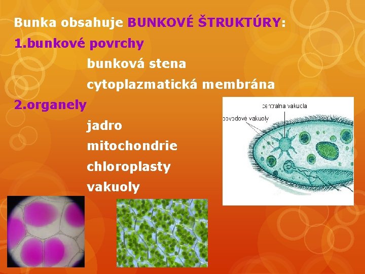 Bunka obsahuje BUNKOVÉ ŠTRUKTÚRY: 1. bunkové povrchy bunková stena cytoplazmatická membrána 2. organely jadro