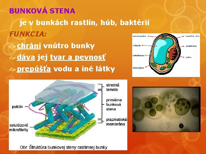 BUNKOVÁ STENA je v bunkách rastlín, húb, baktérií FUNKCIA: chráni vnútro bunky dáva jej