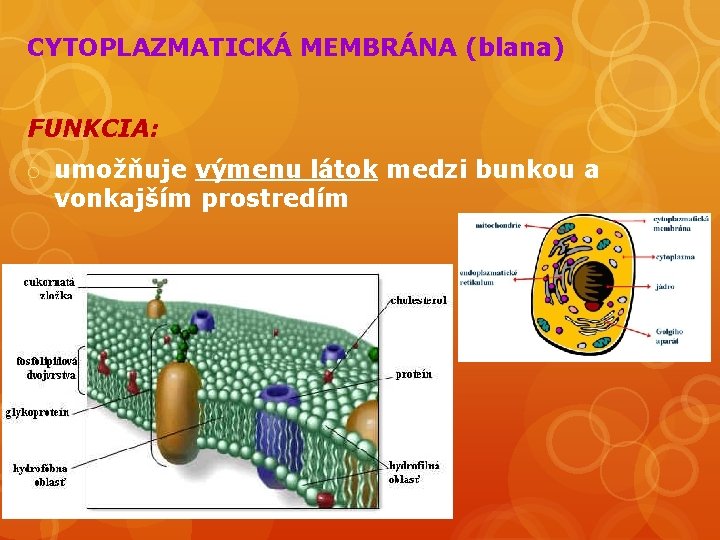 CYTOPLAZMATICKÁ MEMBRÁNA (blana) FUNKCIA: o umožňuje výmenu látok medzi bunkou a vonkajším prostredím 