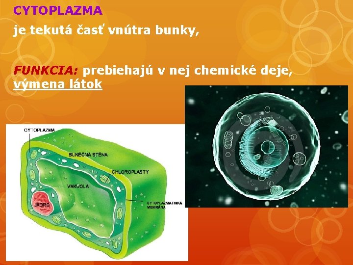 CYTOPLAZMA je tekutá časť vnútra bunky, FUNKCIA: prebiehajú v nej chemické deje, výmena látok