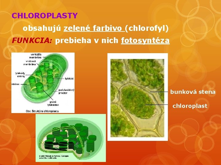 CHLOROPLASTY obsahujú zelené farbivo (chlorofyl) FUNKCIA: prebieha v nich fotosyntéza bunková stena chloroplast 