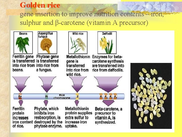 Golden rice gene insertion to improve nutrition contents – iron, sulphur and β-carotene (vitamin