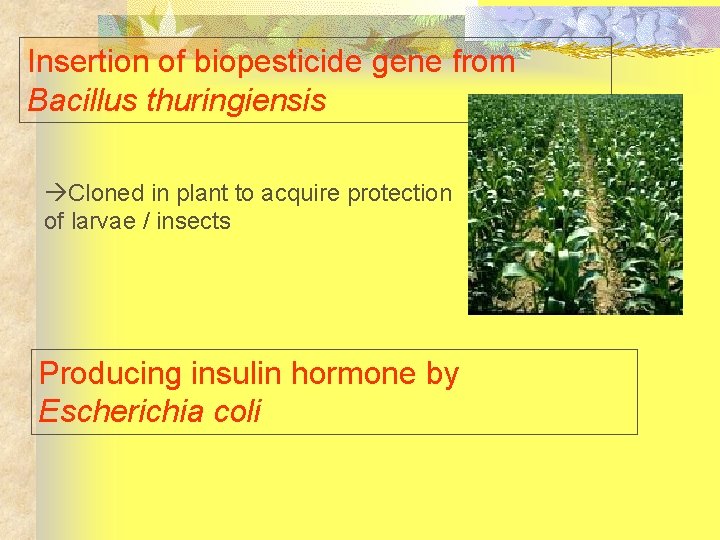 Insertion of biopesticide gene from Bacillus thuringiensis Cloned in plant to acquire protection of