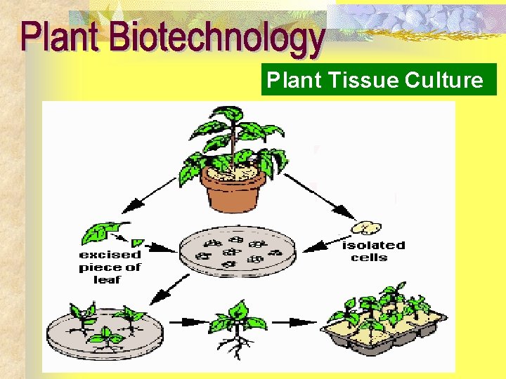 Plant Tissue Culture 