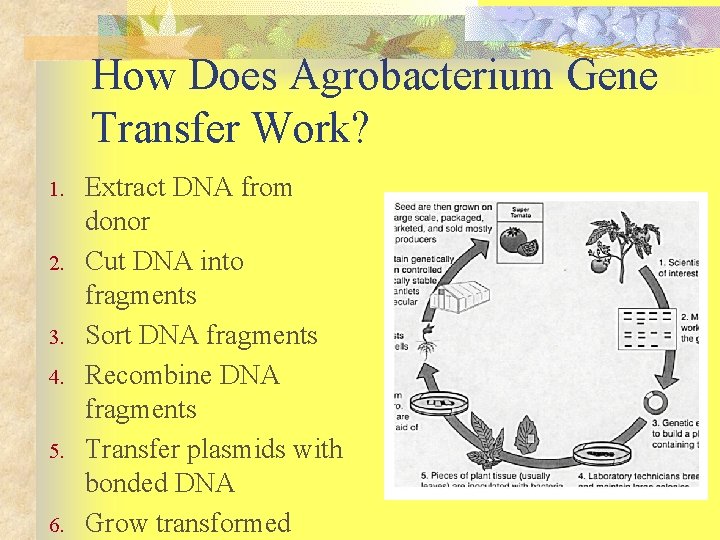 How Does Agrobacterium Gene Transfer Work? 1. 2. 3. 4. 5. 6. Extract DNA