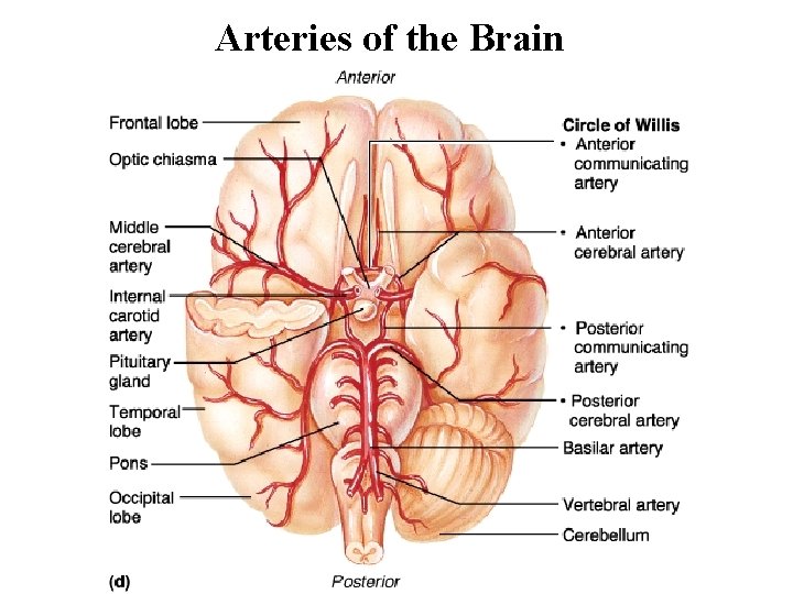Arteries of the Brain 