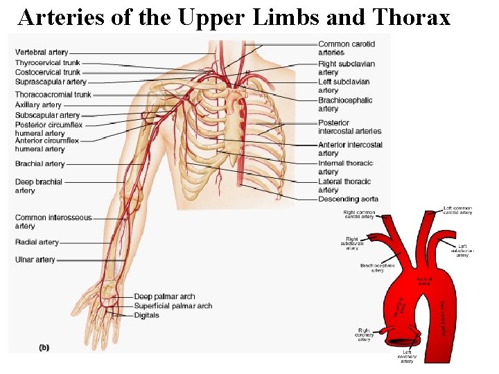 Arteries of the Upper Limbs and Thorax 