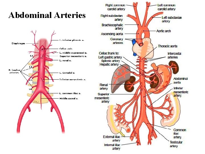 Abdominal Arteries 