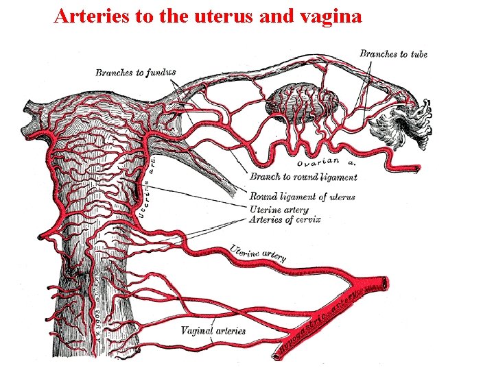 Arteries to the uterus and vagina 