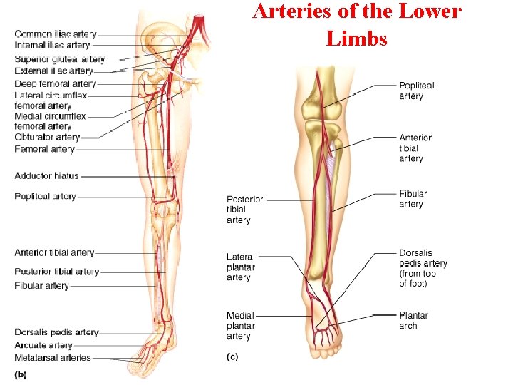 Arteries of the Lower Limbs 