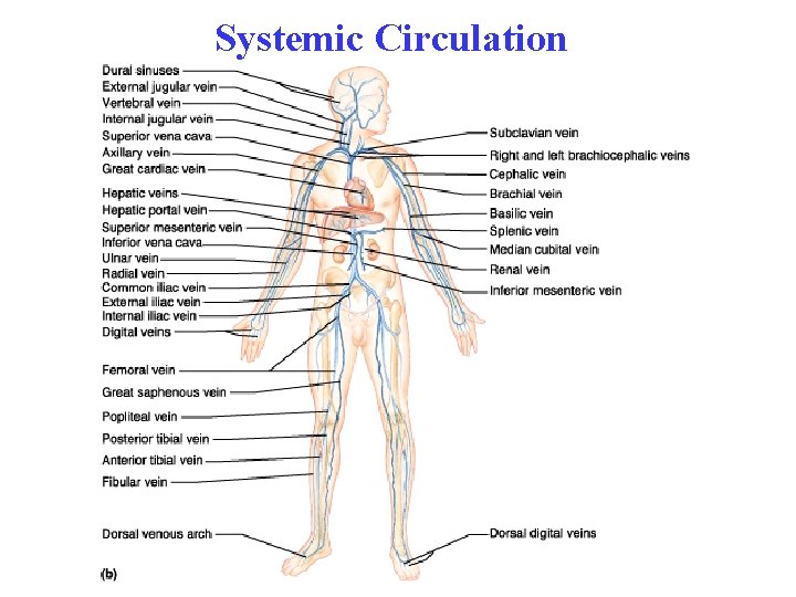 Systemic Circulation 