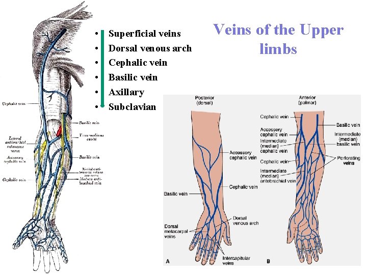  • • • Superficial veins Dorsal venous arch Cephalic vein Basilic vein Axillary